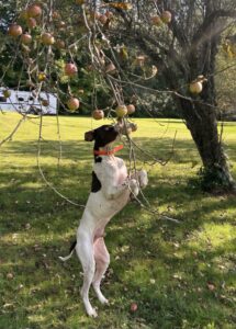 Animal cognition, dog picking an apple