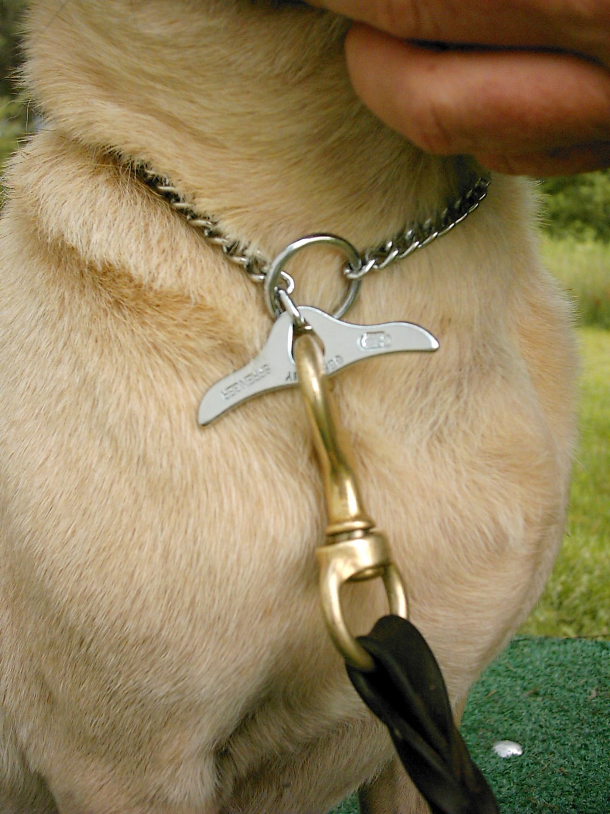 Dog Training Collars, Fact and Fiction - Lionheart K9-Dog ...