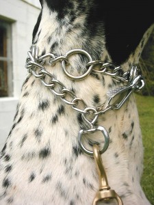 correct fit and placement of a prong collar