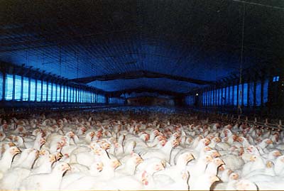 Factory farmed birds ending up in your pets meals?
