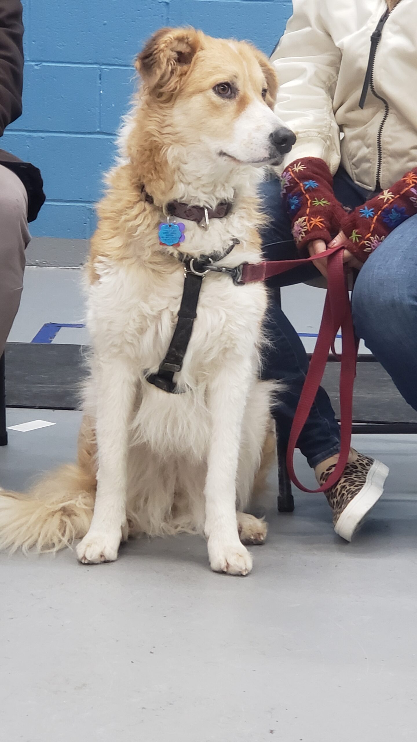 Why People Don't Train Their Dogs