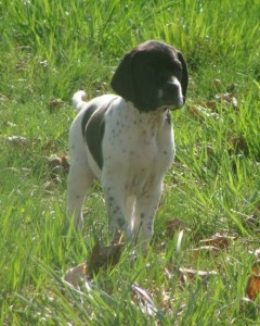 English Pointer pup at 7 weeks