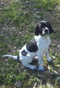 English Pointer puppy explores his new world