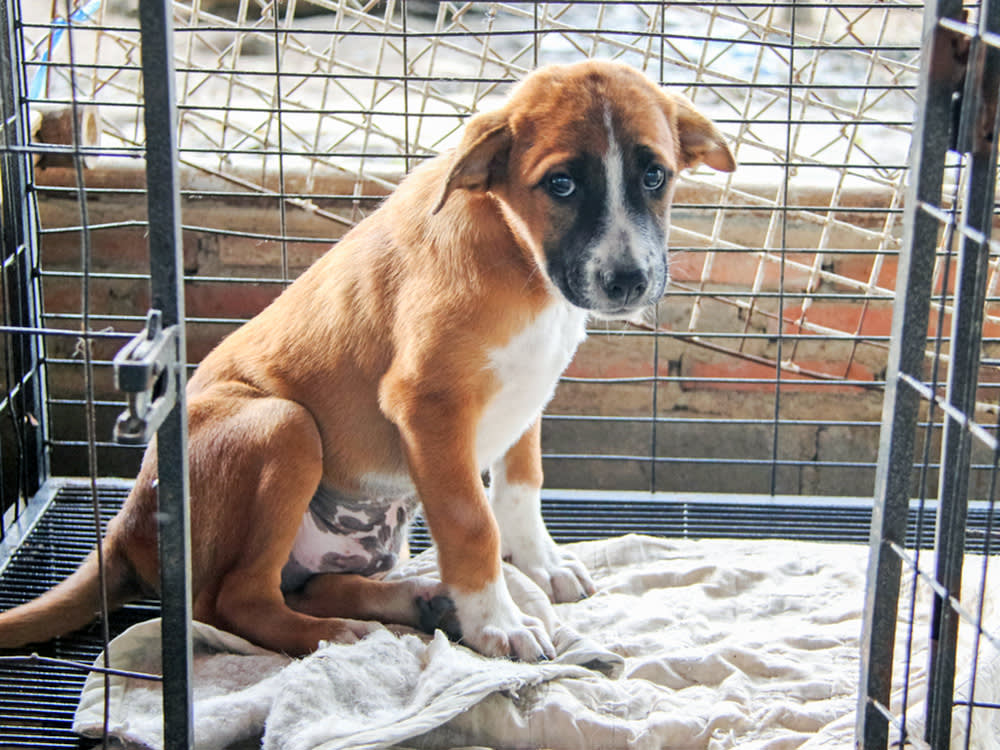 The unintended consequences of USDA APHIS rule 2011-0003