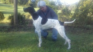 English Pointer puppy Zwei at 7 mos 1 week