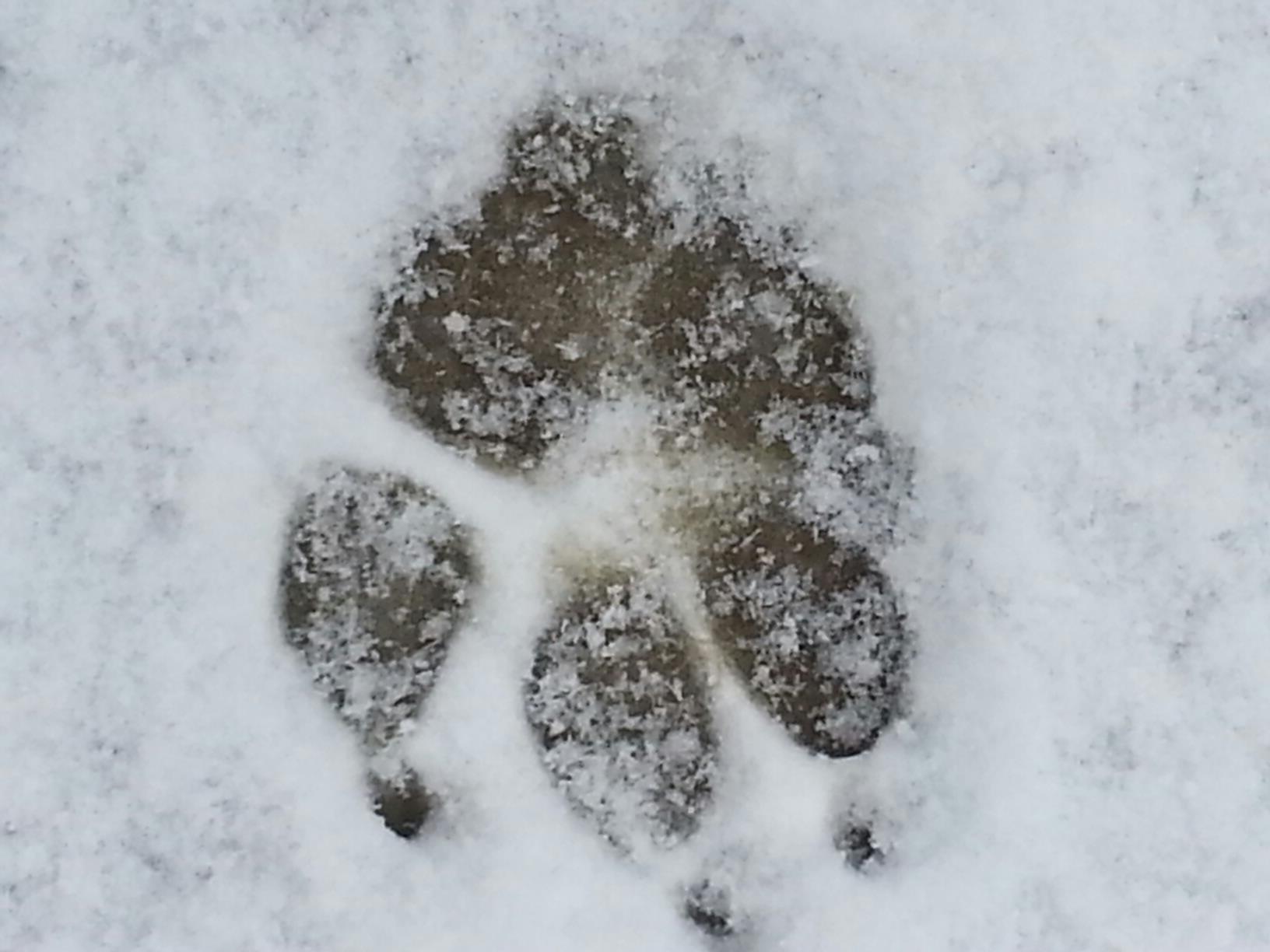 Private Dog Training