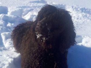 Training dogs in bad weather