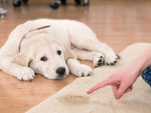 puppy training in Westminster Maryland