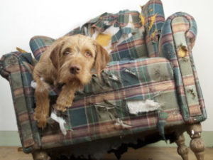 My dog is driving me crazy!