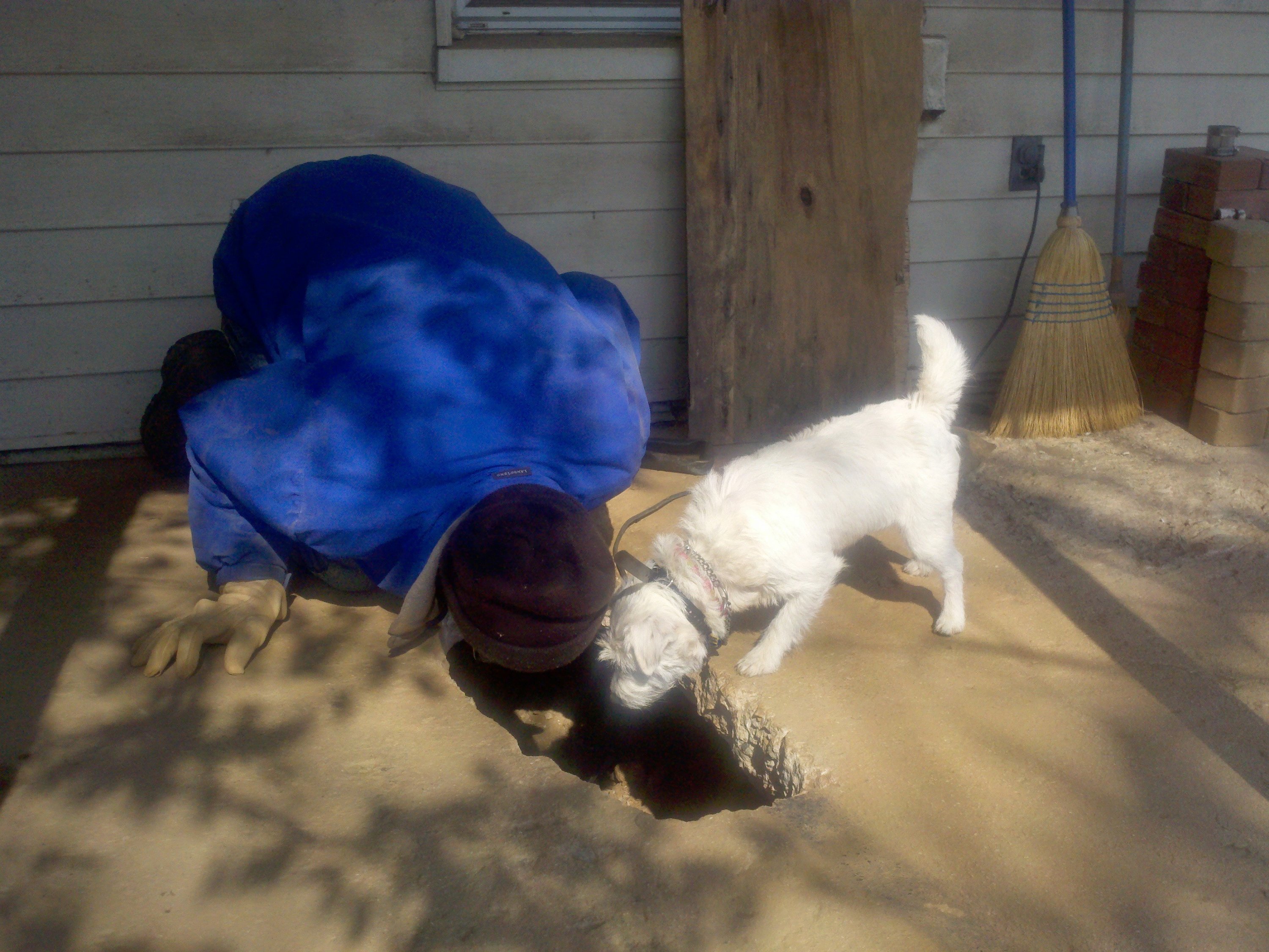 Pet Parent or Pet Owner?