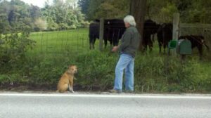 How to train a dog to tolerate distractions