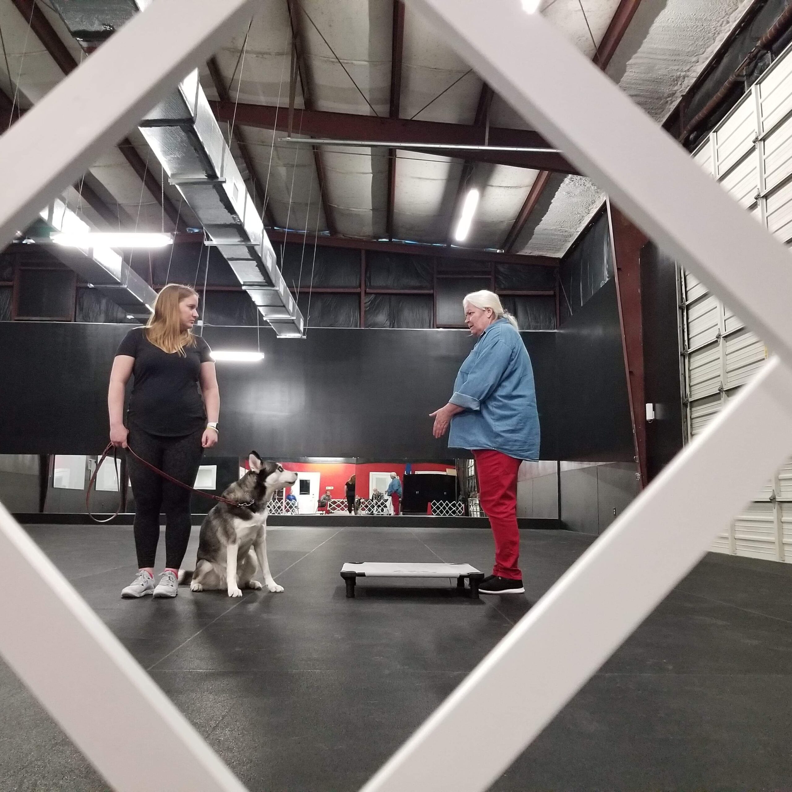 Linda Kaim, NADOI-certified dog trainer and owner of Lionheart K9