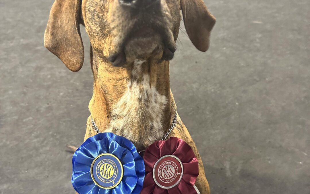 Dog Behaviorist vs Dog Trainer