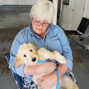 Puppy training with puppy expert Linda Kaim of Lionheart K9