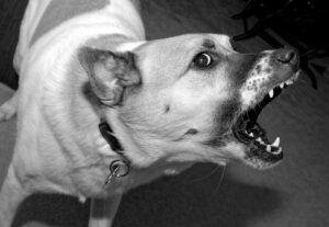 Dog Aggression: What's Actually Driving It and How to Resolve It