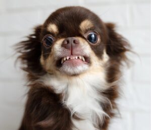 Understanding dog aggression
