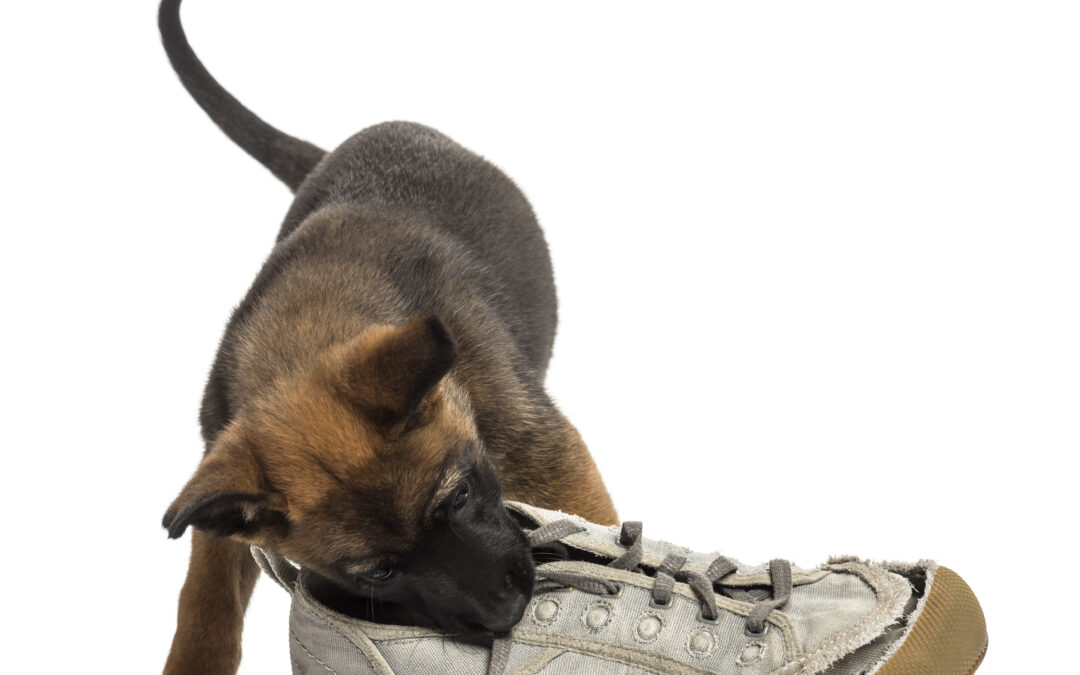 How to Stop Puppy Chewing