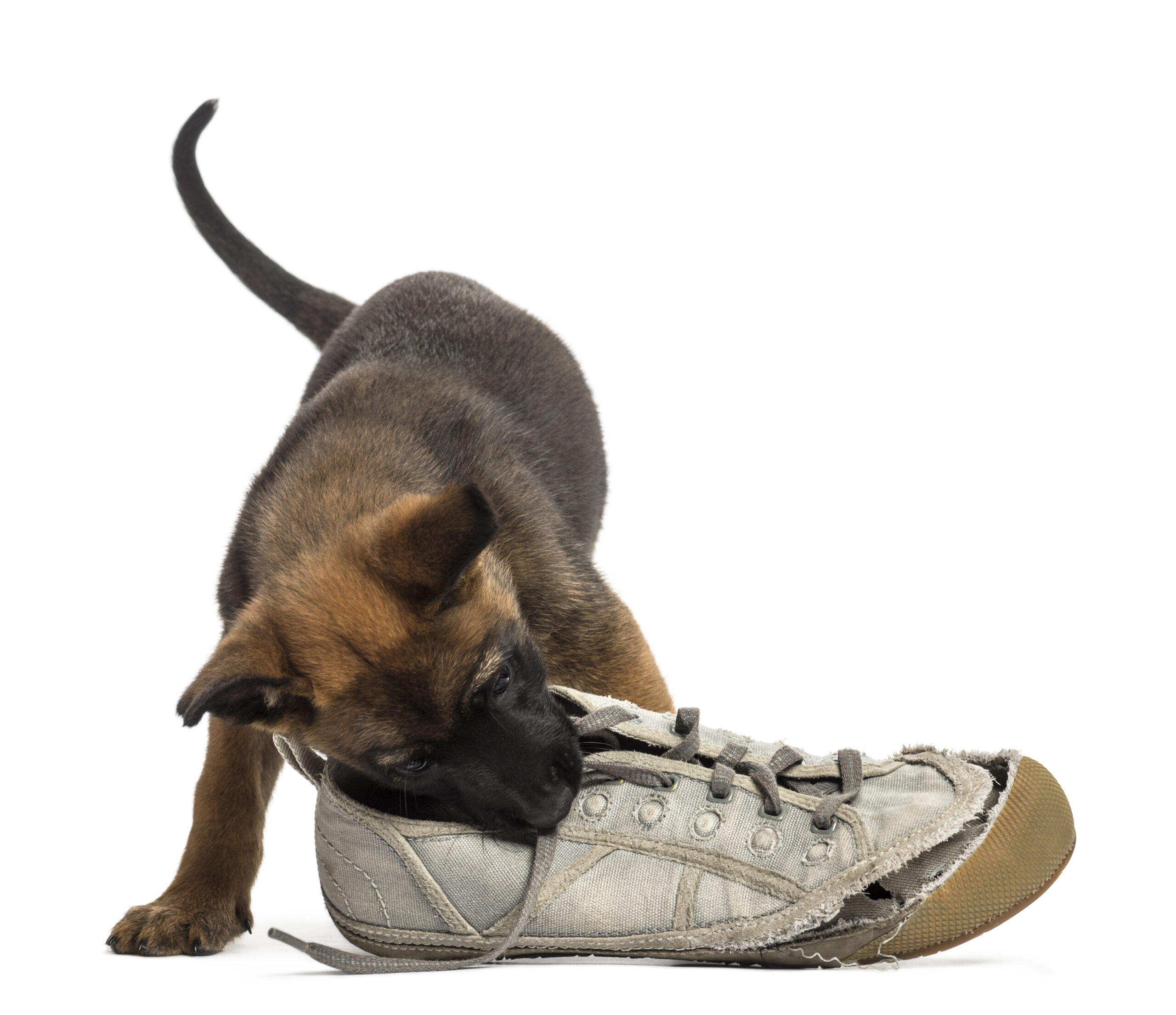 Malinois puppy chewing a shoe