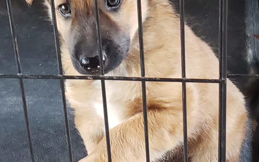 How to stop puppy barking