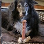 English Shepherd Pearl, owned by Linda Kaim