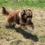 English Shepherd Rooster