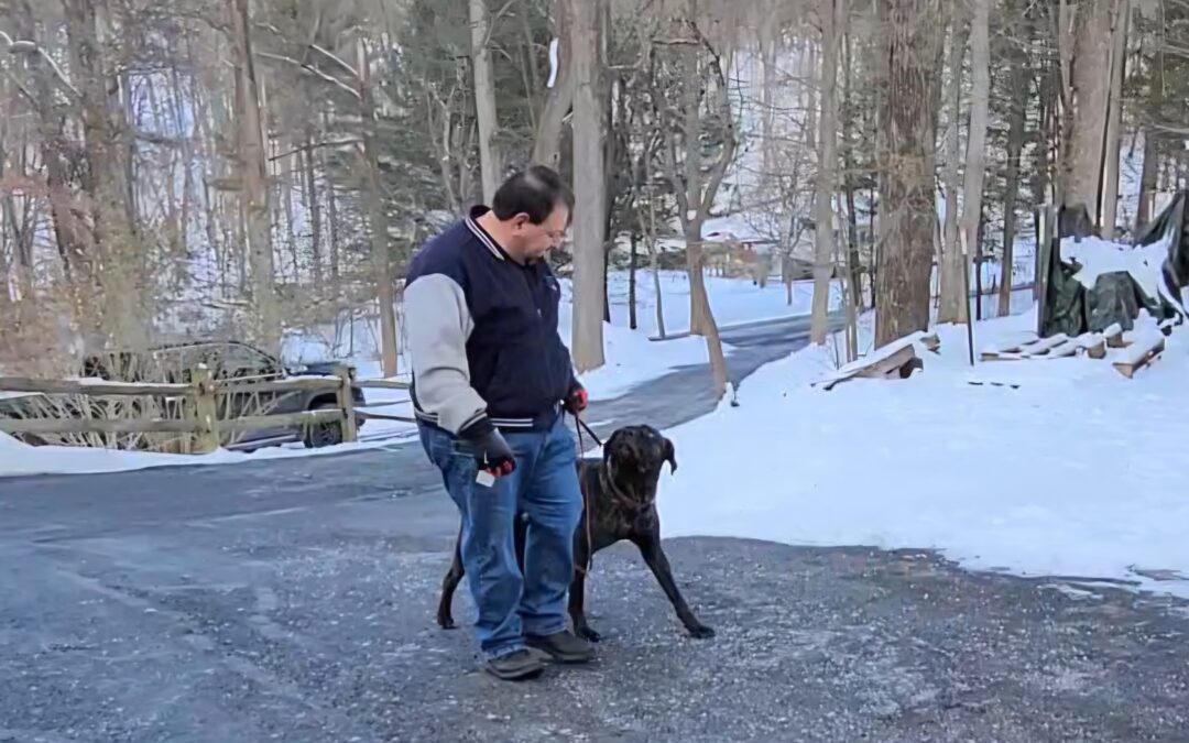 Effective Dog Training That Works