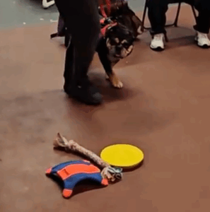 Resource Guarding In dogs- 