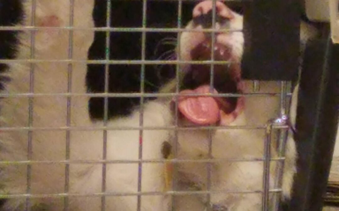 The Truth About Separation Anxiety in Dogs