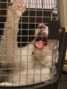 Separation anxiety in dogs