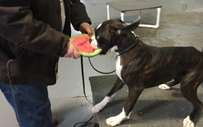 Resource Guarding in Dogs