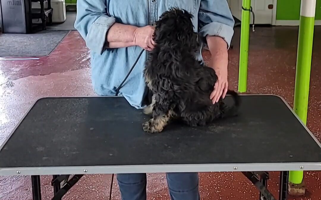 Do Dogs Like Being Touched?