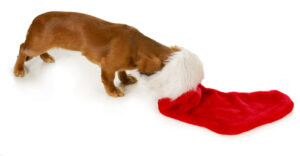 Get your dog ready for the holidays