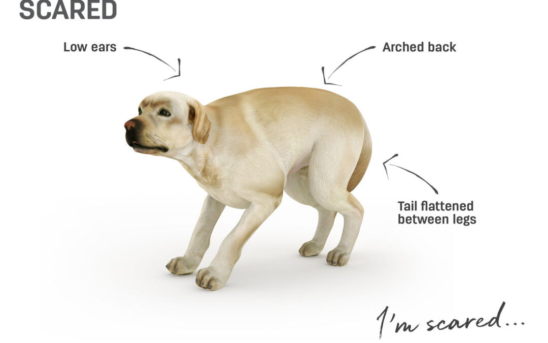 Submissive Urination in Dogs