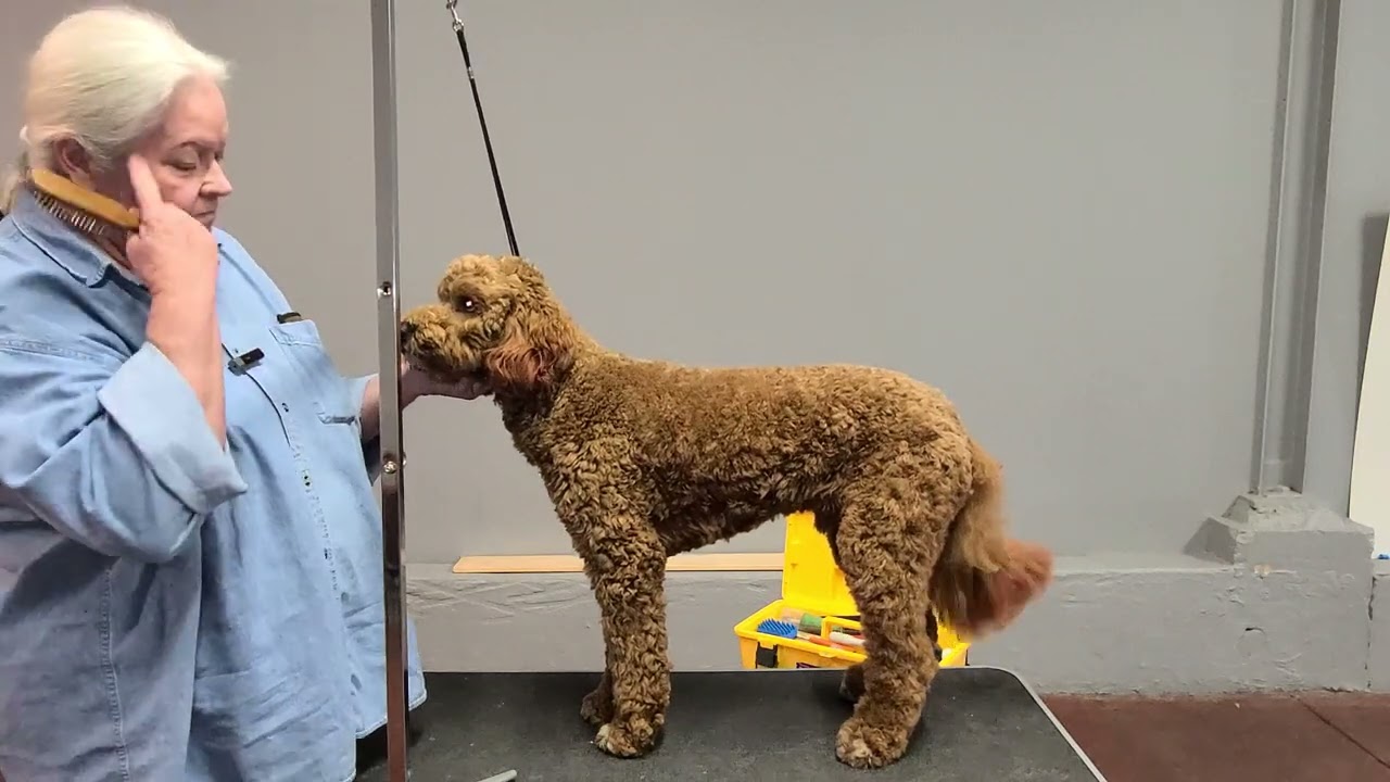 Yes You Do Need That Show Dog Training