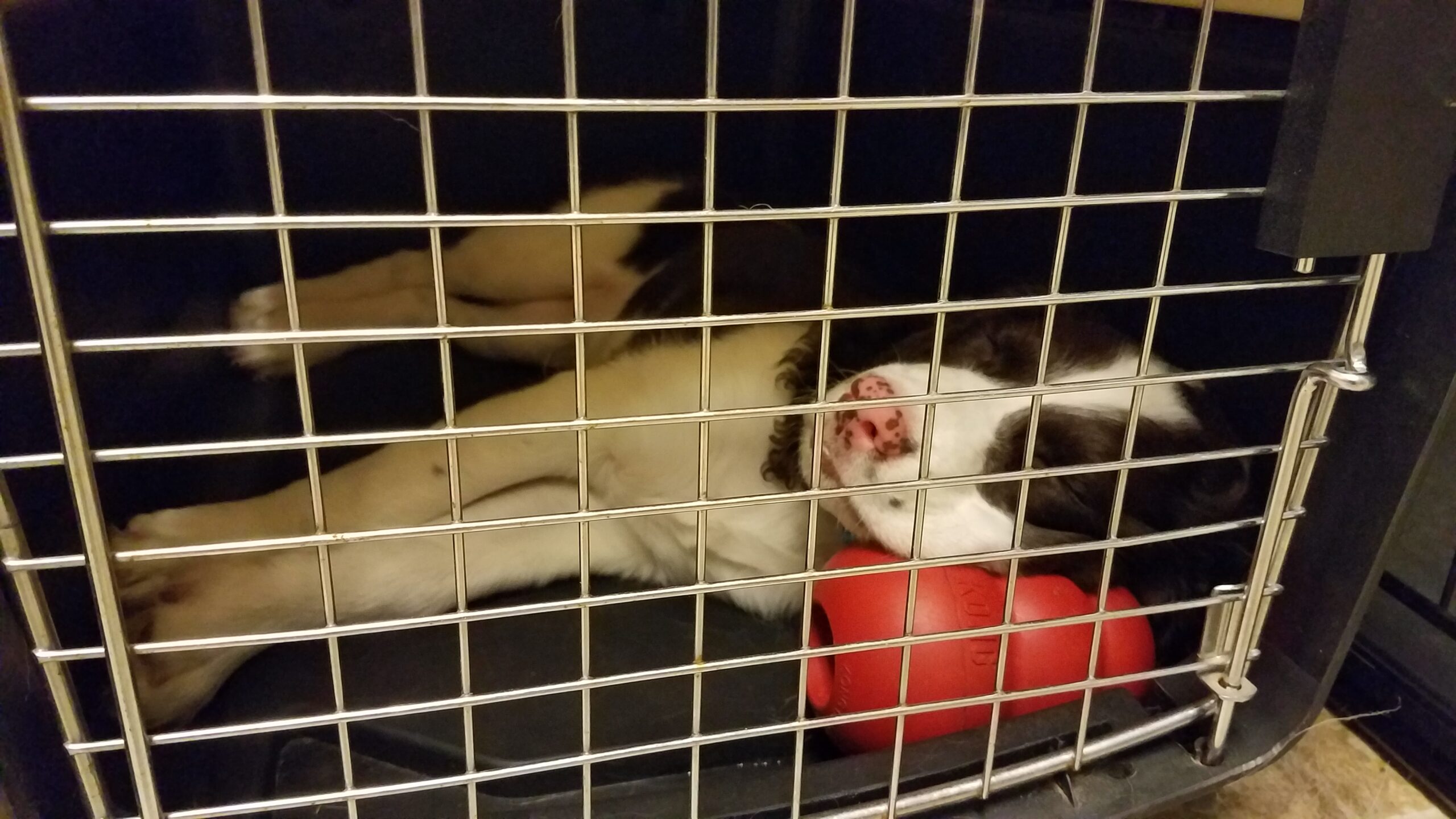 How to Crate Train a Puppy: A Step-by-Step Guide That Actually Works