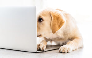 What Problems Can Actually Be Solved with Virtual Dog Training