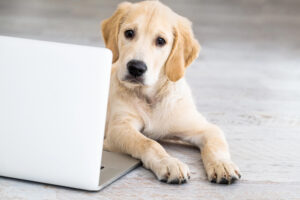 Does Virtual Dog Training Actually Work?