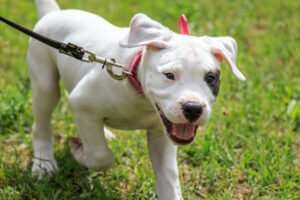 Why did my dog forget his training
