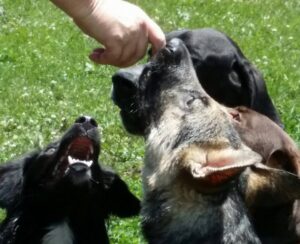 introducing a new dog into your home