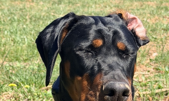 Calm, trained adult Doberman — the result of consistent in-home dog training