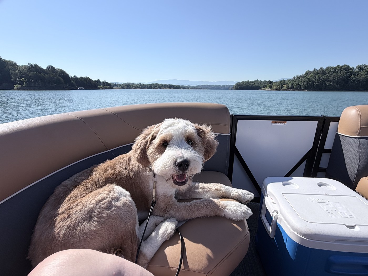 Calm, well-mannered doodle relaxing on a boat — the kind of companion in-home dog training helps you build