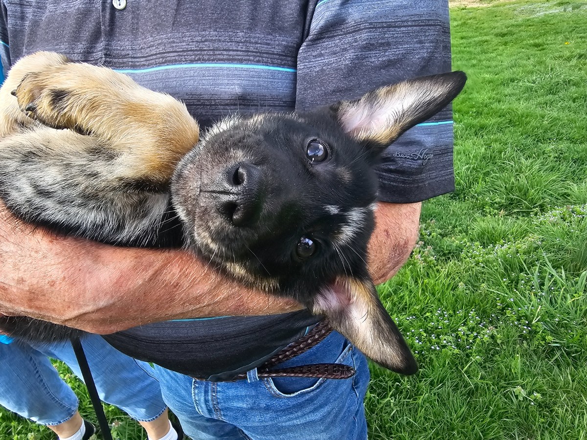 Young German Shepherd puppy — early training is the foundation for a calm adult dog