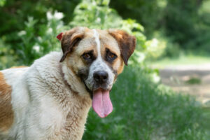Adopt Don't Shop Myths