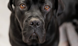 Dog Attack Statistics and Irresponsible Dog Placement