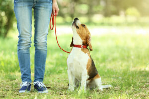 Obedience gives dogs richer lives