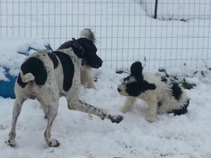 Dog Zoomies. Why does your dog suddenly go wild