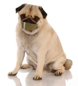 Why Does My Dog Bark So Much?